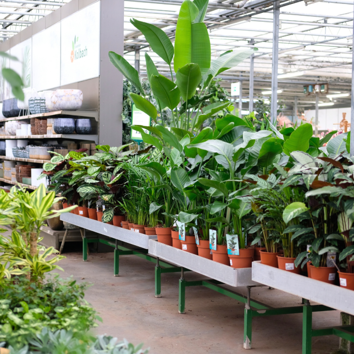 Luchtzuiverende kamerplanten | Tuincentrum Kolbach Luchtzuiverende kamerplanten | Tuincentrum Kolbach