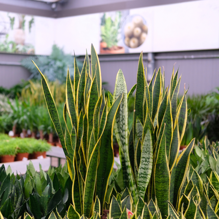 Luchtzuiverende kamerplanten | Tuincentrum Kolbach Luchtzuiverende kamerplanten | Tuincentrum Kolbach