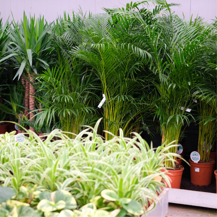 Luchtzuiverende kamerplanten | Tuincentrum Kolbach Luchtzuiverende kamerplanten | Tuincentrum Kolbach