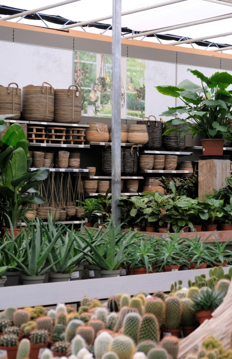 Mand voor kamerplant kopen | Tuincentrum Kolbach in Rijswijk (Noord-Brabant)