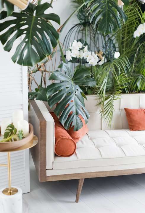 Monstera Deliciosa online kopen | Tuincentrum Kolbach