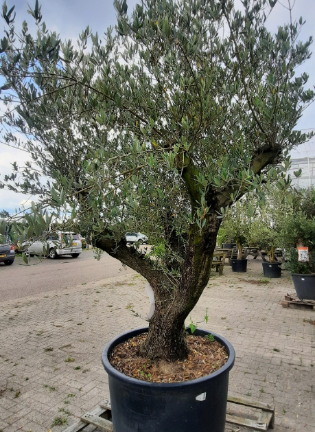 Olijfboom in pot | Tuincentrum Kolbach in Rijswijk