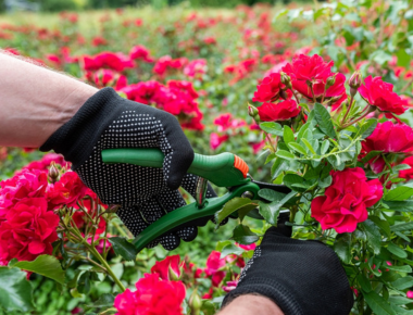 Tuinhandschoenen kopen bij tuincentrum Kolbach in Rijswijk (Noord-Brabant) Tuinhandschoenen kopen bij tuincentrum Kolbach in Rijswijk (Noord-Brabant)