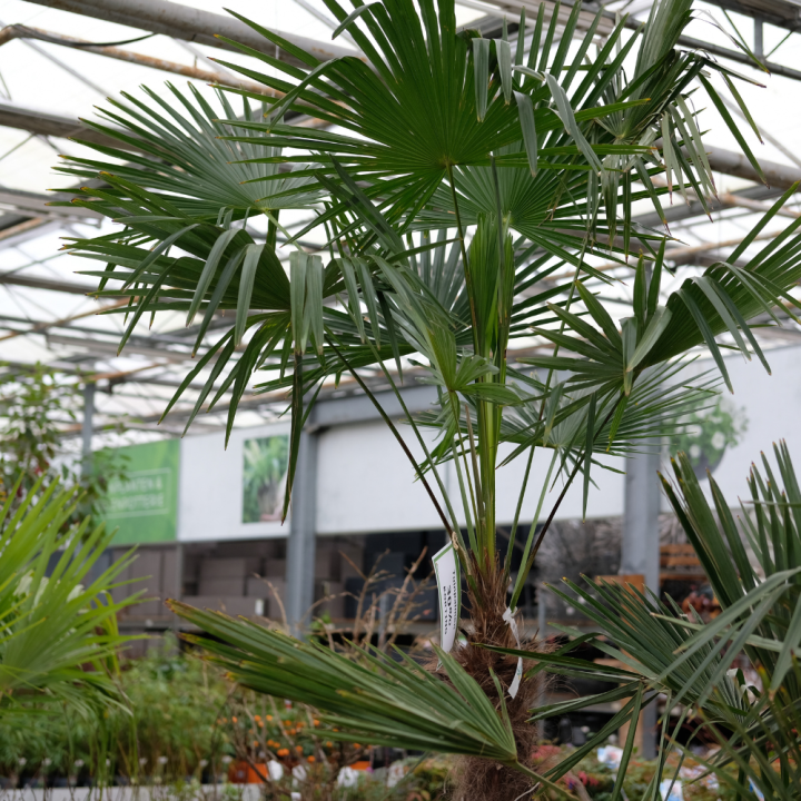 Palm, vijg of olijfboom kopen bij tuincentrum Kolbach in Rijswijk (Noord-Brabant)! Palm, vijg of olijfboom kopen bij tuincentrum Kolbach in Rijswijk (Noord-Brabant)!