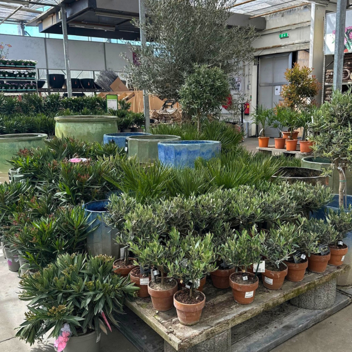 Palm, vijg of olijfboom kopen bij tuincentrum Kolbach in Rijswijk (Noord-Brabant)! Palm, vijg of olijfboom kopen bij tuincentrum Kolbach in Rijswijk (Noord-Brabant)!