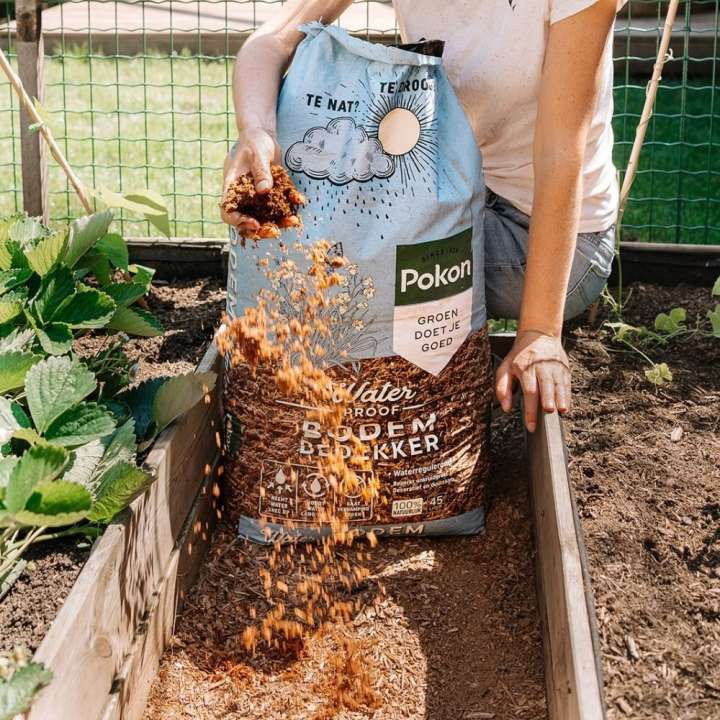 Bodembedekking kopen bij tuincentrum Kolbach in Rijswijk/Woudrichem Bodembedekking kopen bij tuincentrum Kolbach in Rijswijk/Woudrichem