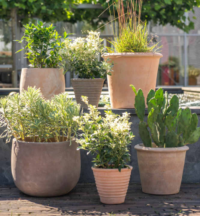 Buitenpotten: Terracotta | Tuincentrum Kolbach in Rijswijk - Tuincentrum