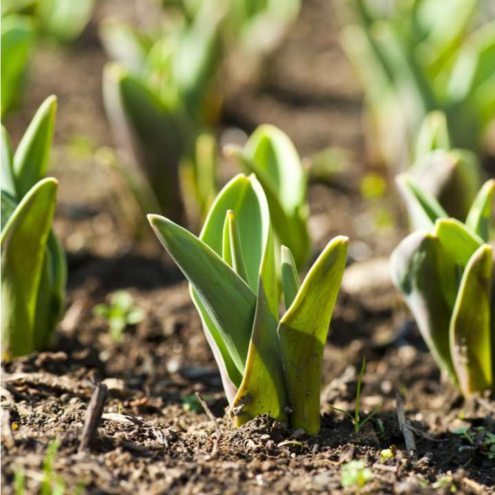 Tulpenbollen kopen? Je doet het bij tuincentrum Kolbach!