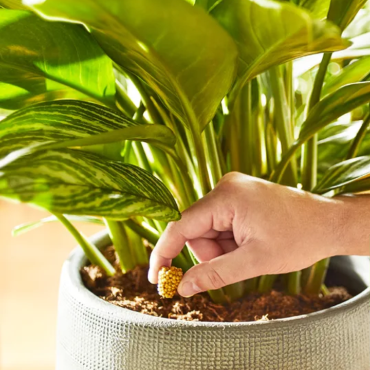 Pokon kamerplantenverzorging koop je bij Kolbach! Pokon kamerplantenverzorging koop je bij Kolbach!