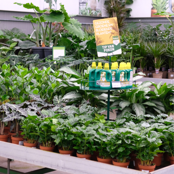 Kamerplantenvoeding kopen bij tuincentrum Kolbach in Rijswijk/Woudrichem Kamerplantenvoeding kopen bij tuincentrum Kolbach in Rijswijk/Woudrichem