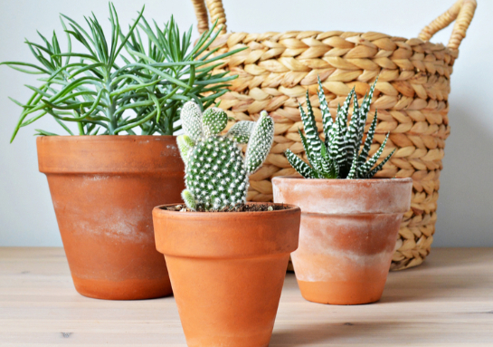 Cactussen en vetplanten | Tuincentrum Kolbach