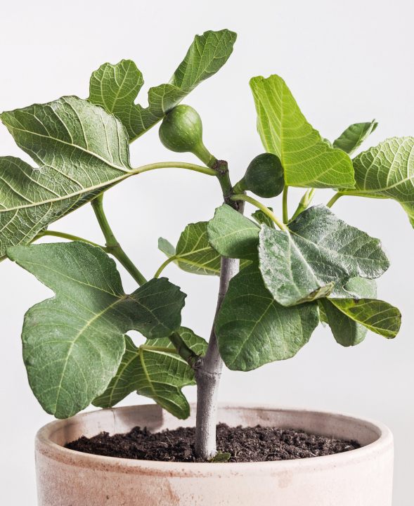 Ficus carica | Tuincentrum Kolbach in Rijswijk