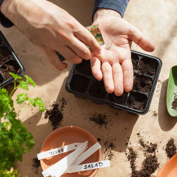 Zaden kopen? Je doet het bij tuincentrum Kolbach!