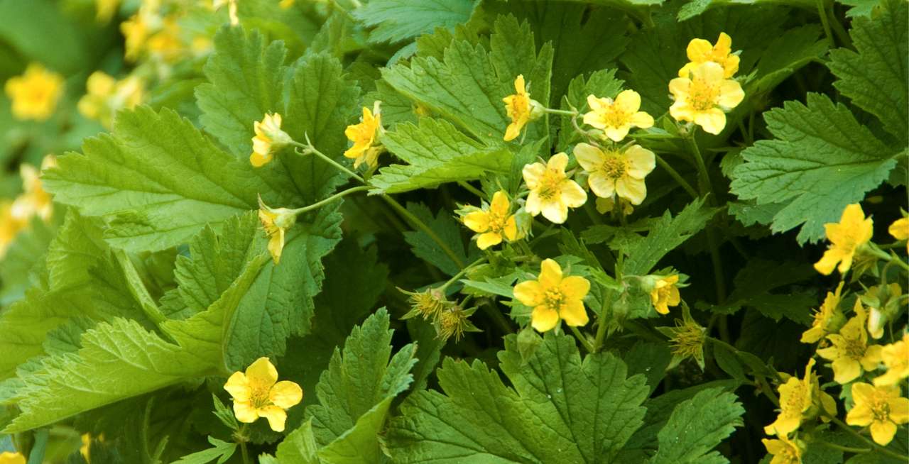 Bodembedekkers kopen bij tuincentrum Kolbach