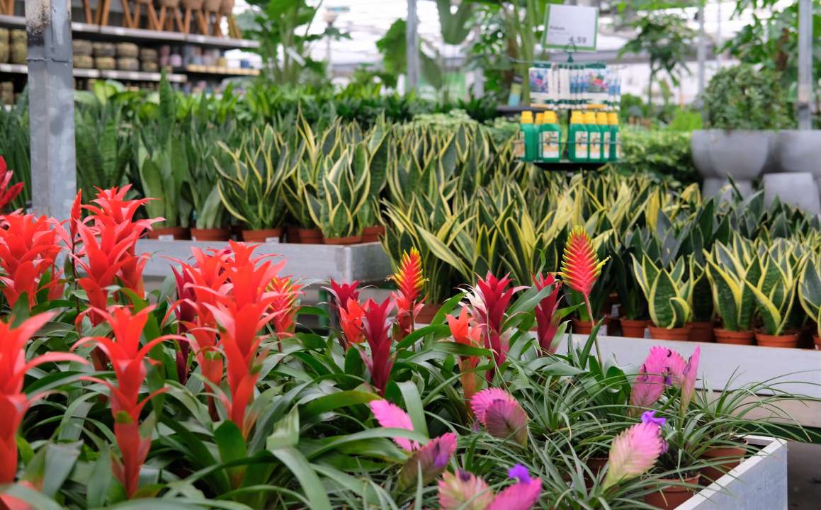 Bloeiende kamerplanten Tuincentrum Kolbach