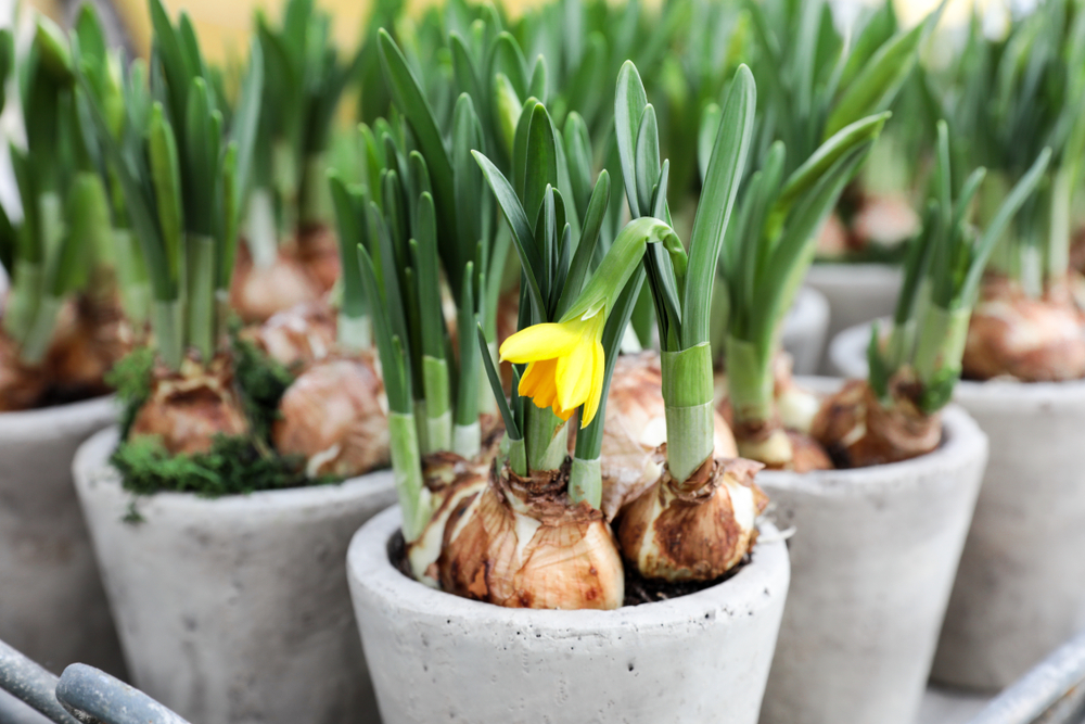 Bollen op pot | Tuincentrum Kolbach