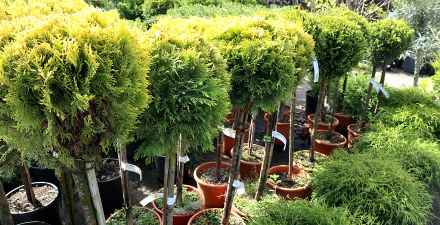 Bomen en coniferen kopen bij Tuincentrum Kolbach