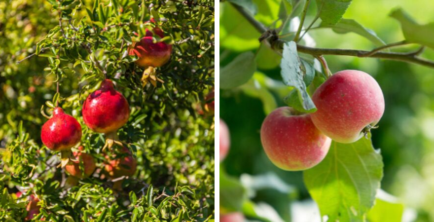 Fruitboom kopen bij Tuincentrum Kolbach