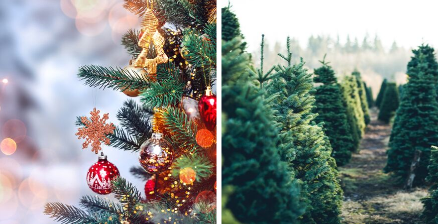 Kerstbomen Zuid-Holland