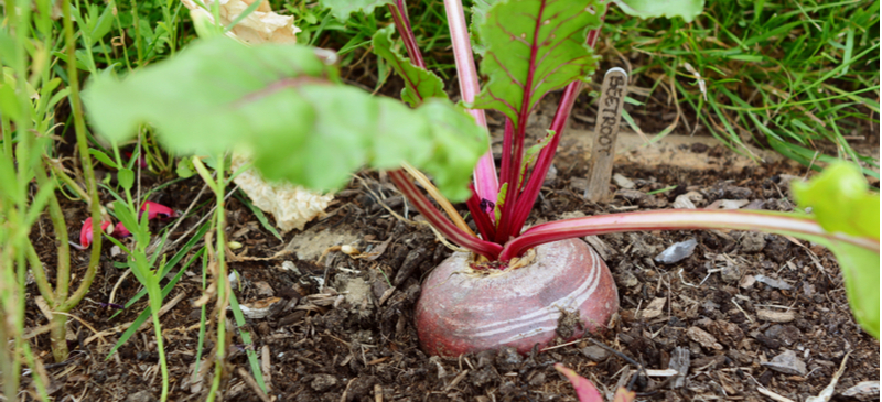 Kweeketiketten voor de moestuin online bestellen