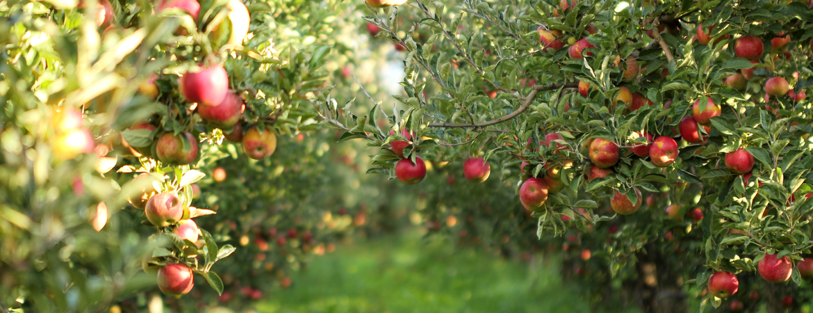 Appelboom