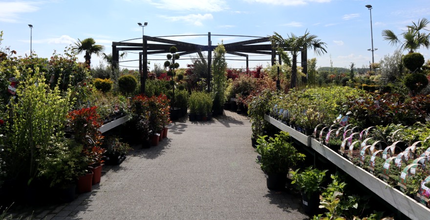 Bomen en coniferen kopen bij Tuincentrum Kolbach