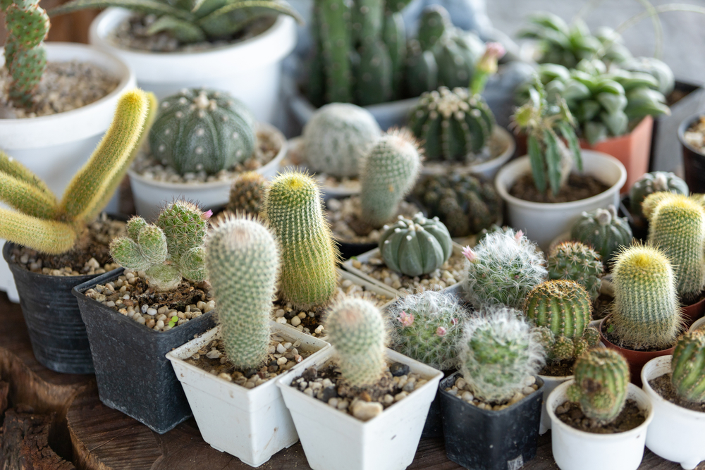 Cactussen en vetplanten bestellen | Tuincentrum Kolbach