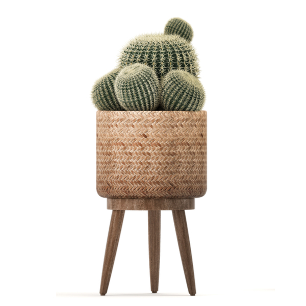 Cactussen en vetplanten