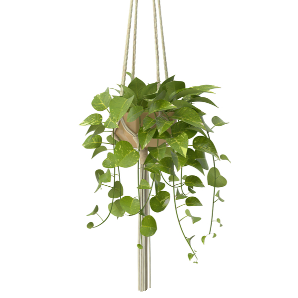 Hangplanten