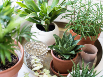 Kamerplanten online kopen | Tuincentrum Kolbach Kamerplanten online kopen | Tuincentrum Kolbach