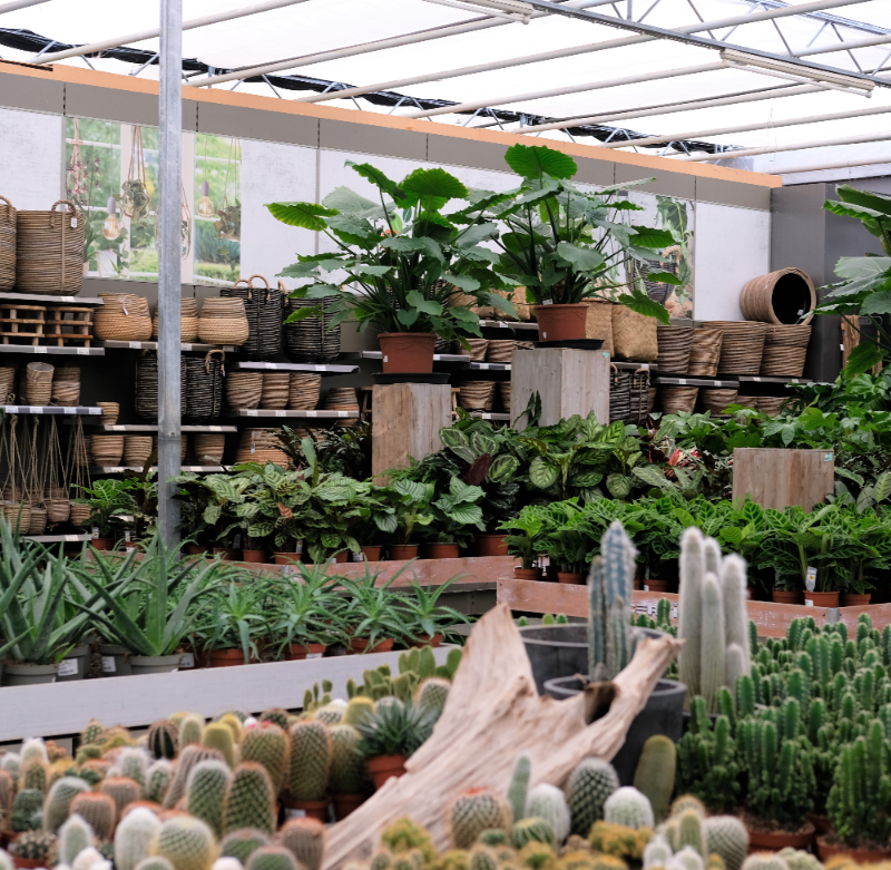 Kamerplanten kopen| Tuincentrum Kolbach Rijswijk (Noord-Brabant)