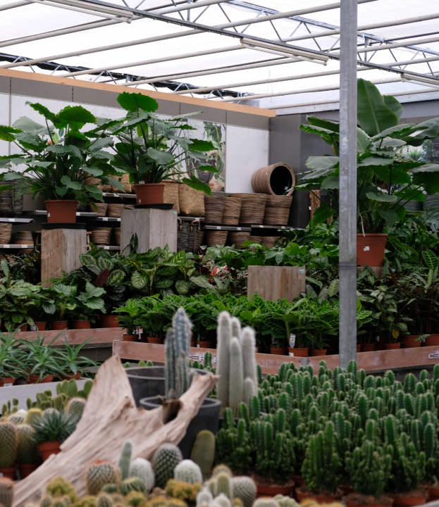 Groene kamerplanten kopen | Tuincentrum Kolbach Rijswijk (Noord-Brabant)