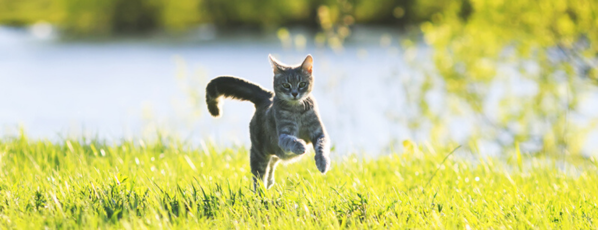 kattenverzorging-zomer