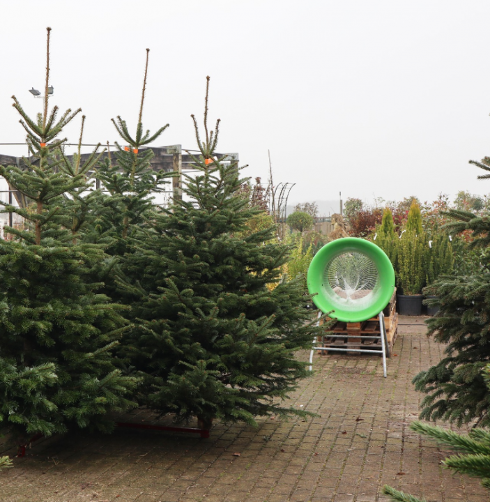 Kerstartikelen kopen | Tuincentrum Kolbach (Noord-Brabant)