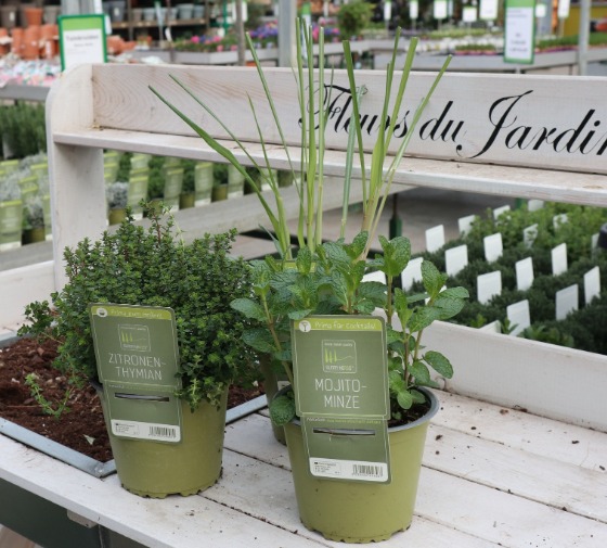 Kruidenplanten kopen | Tuincentrum Kolbach in - Kolbach