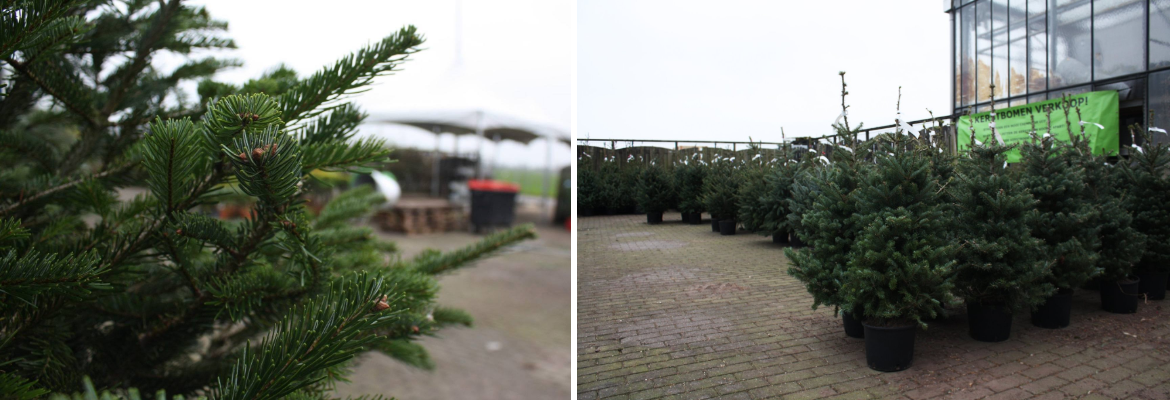Kerstboom kopen | Tuincentrum Kolbach