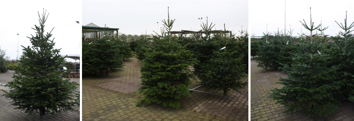 Kerstboom kopen | Tuincentrum Kolbach