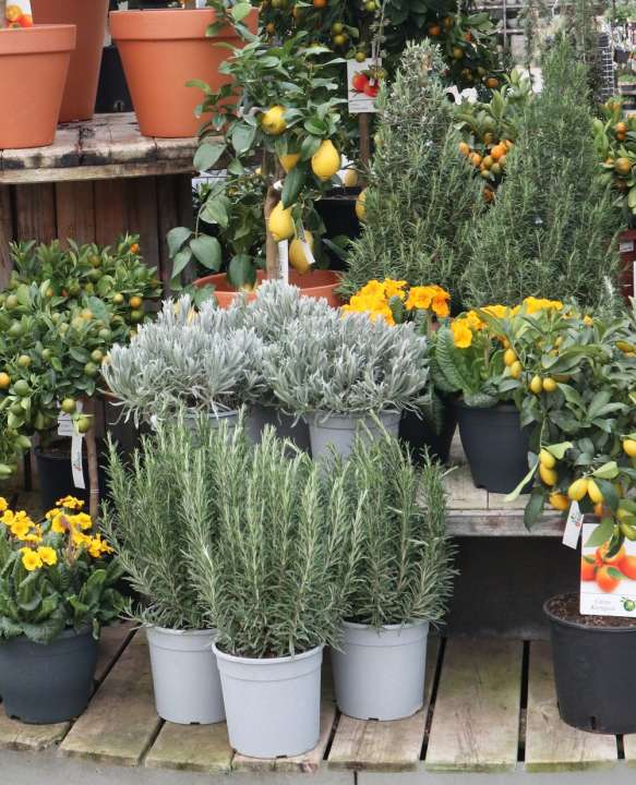 Kruiden planten kopen | Tuincentrum Kolbach in Rijswijk