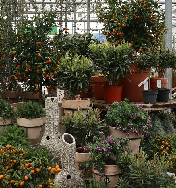Kuipplant online kopen | Tuincentrum Kolbach in Rijswijk
