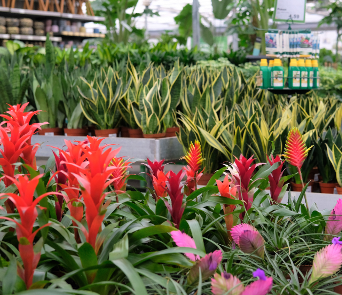 Luchtzuiverende kamerplant kopen | Tuincentrum Kolbach Rijswijk (Noord-Brabant)