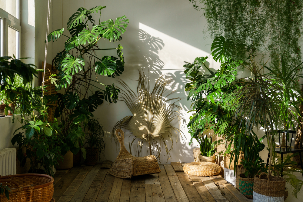 Luchtzuiverende kamerplanten | Tuincentrum Kolbach
