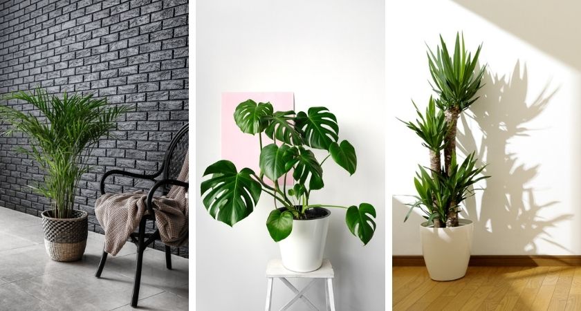 makkelijke-kamerplanten-online-bestellen