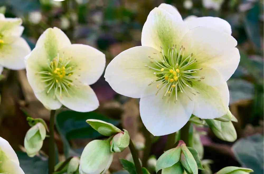 Een bloeiende wintertuin