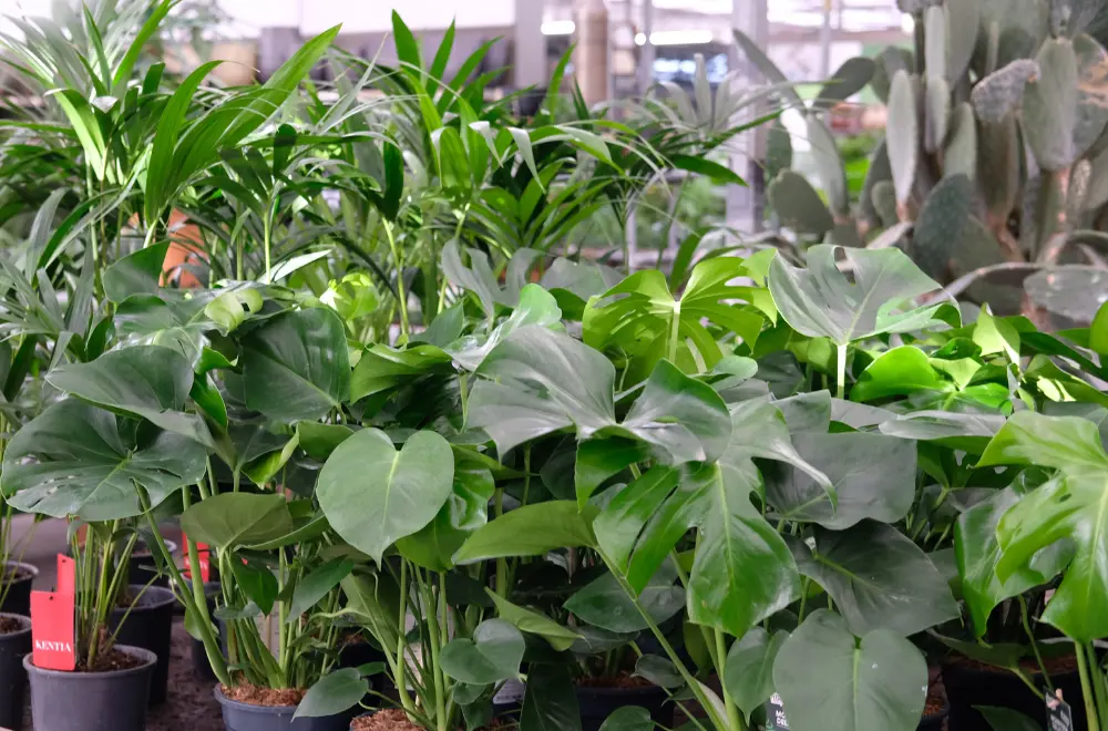 Tijd voor kamerplanten!