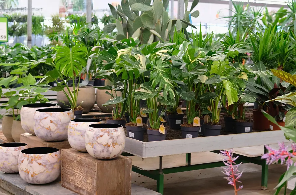 Tijd voor kamerplanten!