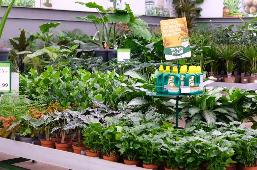 Tijd voor kamerplanten!