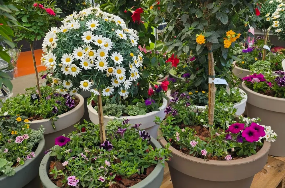 Tuin in bloei