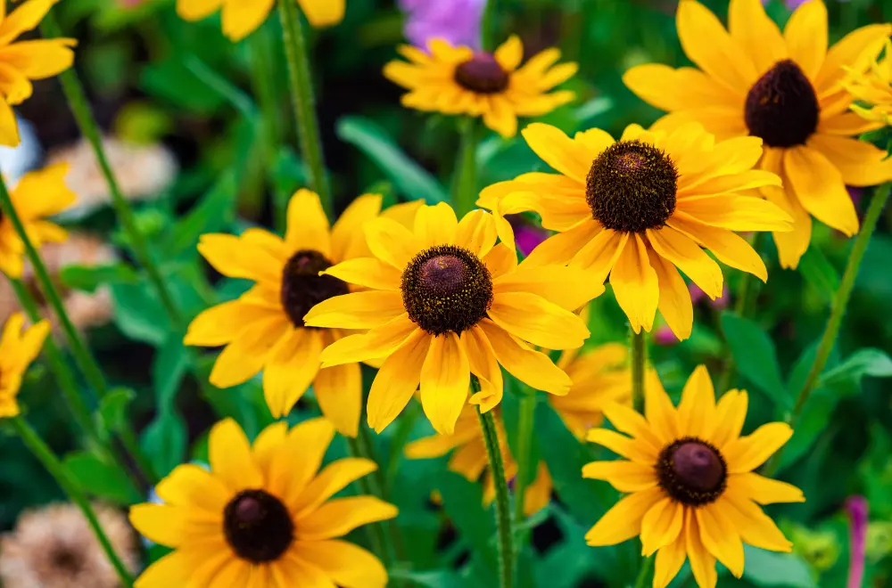 Tuin in bloei