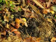 Tuinonderhoud in oktober Tuinonderhoud in oktober