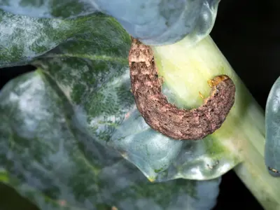 Aaltjes: een biologisch bestrijdingsmiddel